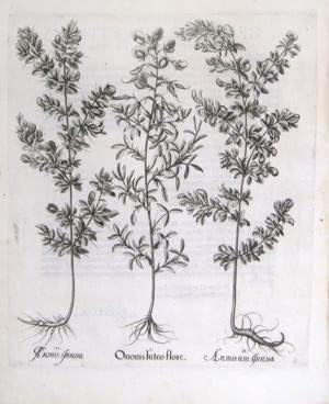 Ononis luteo flore, Pl. 263