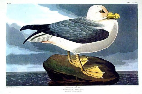 Következő Helyen: Fulmar Viharmadárról. Athe Birds of America (Amsterdam Kiadás)