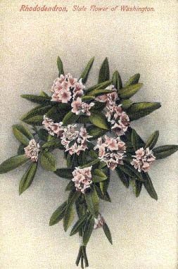 Állami Virág, Washington Képeslap
