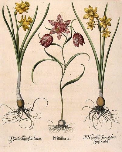 [Fritillary vagy Guinea-tyúk virág] Frittillaria; [Fragrantr jonquil] Nárcisz Juncifolius prµcox maior;